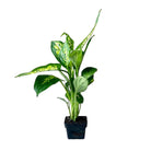 Dieffenbachia Compacta 3 Inch Pot - Chive Plant Studio - Plants - Chive Studio 2024