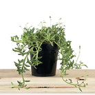 String of Dolphins 3 Inch Pot - Chive Plant Studio - Plants - Chive Studio 2024