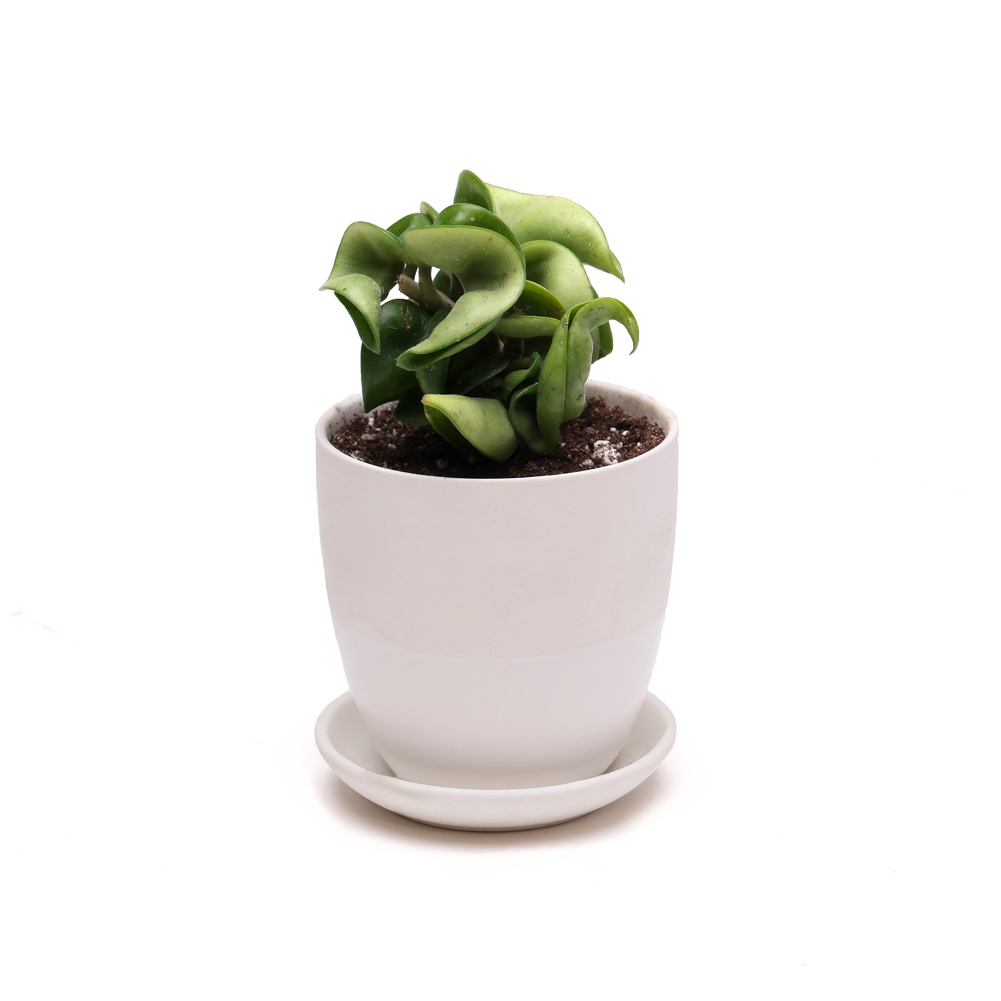 A green succulent plant with plump leaves growing in a Potted Hoya Compacta 3” in Dyad pot with a matching saucer, set against a plain white background by Chive Studio.
