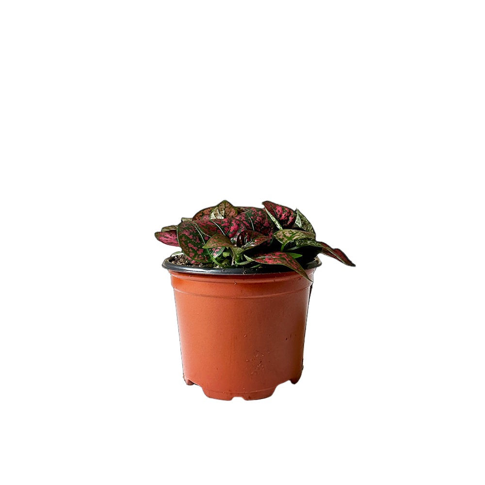 Small potted Polka Dot Plant Red 3 Inch Pot by Chive Studio 2024 with variegated leaves in red and green hues. The houseplant is in a simple, round, orange-brown plastic pot and centered against a plain white background. The leaves are relatively flat and broad, growing closely together.
