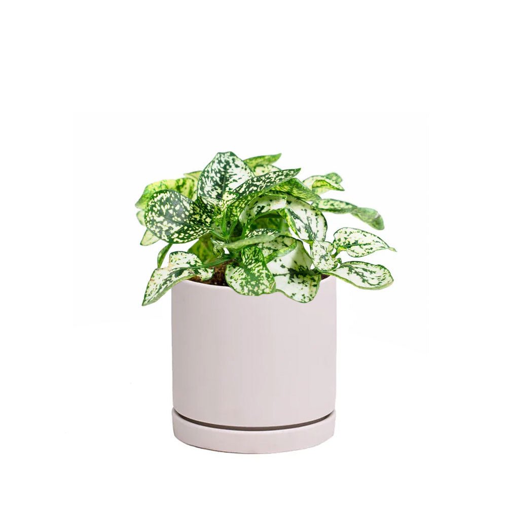 Potted Polka Dot Plant White 3" in Dojo - Chive Plant Studio - Potted Plants - Chive Studio 2024