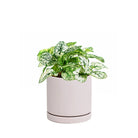 Potted Polka Dot Plant White 3" in Dojo - Chive Plant Studio - Potted Plants - Chive Studio 2024