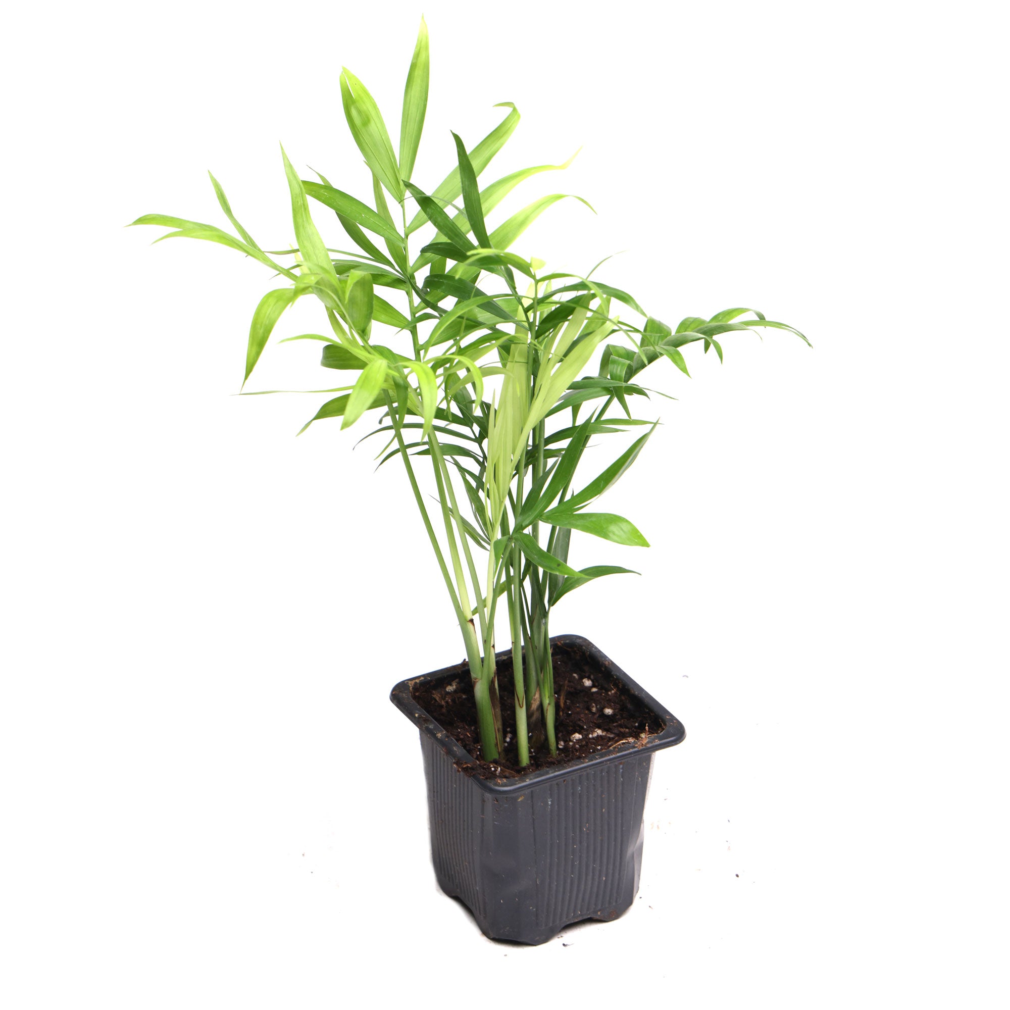 Bella Palm 3 Inch Pot - Chive Plant Studio - Plants - Chive Studio 2024