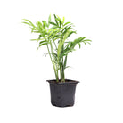 Bella Palm 3 Inch Pot - Chive Plant Studio - Plants - Chive Studio 2024