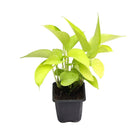 Neon Pothos 3 Inches - Chive Plant Studio - Plants - Chive Studio Canada