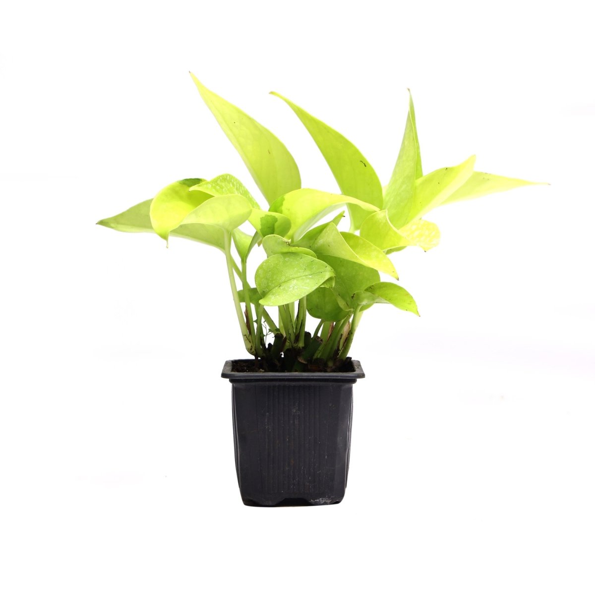 Neon Pothos 3 Inches - Chive Plant Studio - Plants - Chive Studio Canada