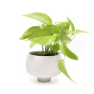 Potted Neon Pothos 3" in Lilo - Chive Plant Studio - Plants - Chive Studio Canada