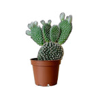 Opuntia 3 Inch Pot - Chive Plant Studio - Plants - Chive Studio 2024