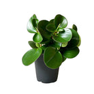 Peperomia Large Leaf Green 3 Inch Pot - Chive Plant Studio - Plants - Chive Studio 2024