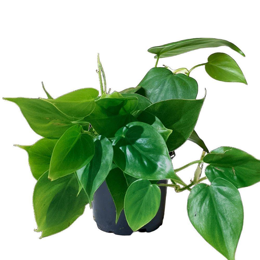 Potted Philodendron Heartleaf in Lilo - Chive Plant Studio - Potted Plants - Chive Studio 2024