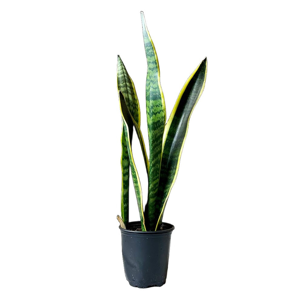 Snake Plant Laurentii 3 Inch Pot - Chive Plant Studio - Plants - Chive Studio 2024