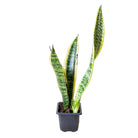 Snake Plant Laurentii 3 Inch Pot - Chive Plant Studio - Plants - Chive Studio 2024