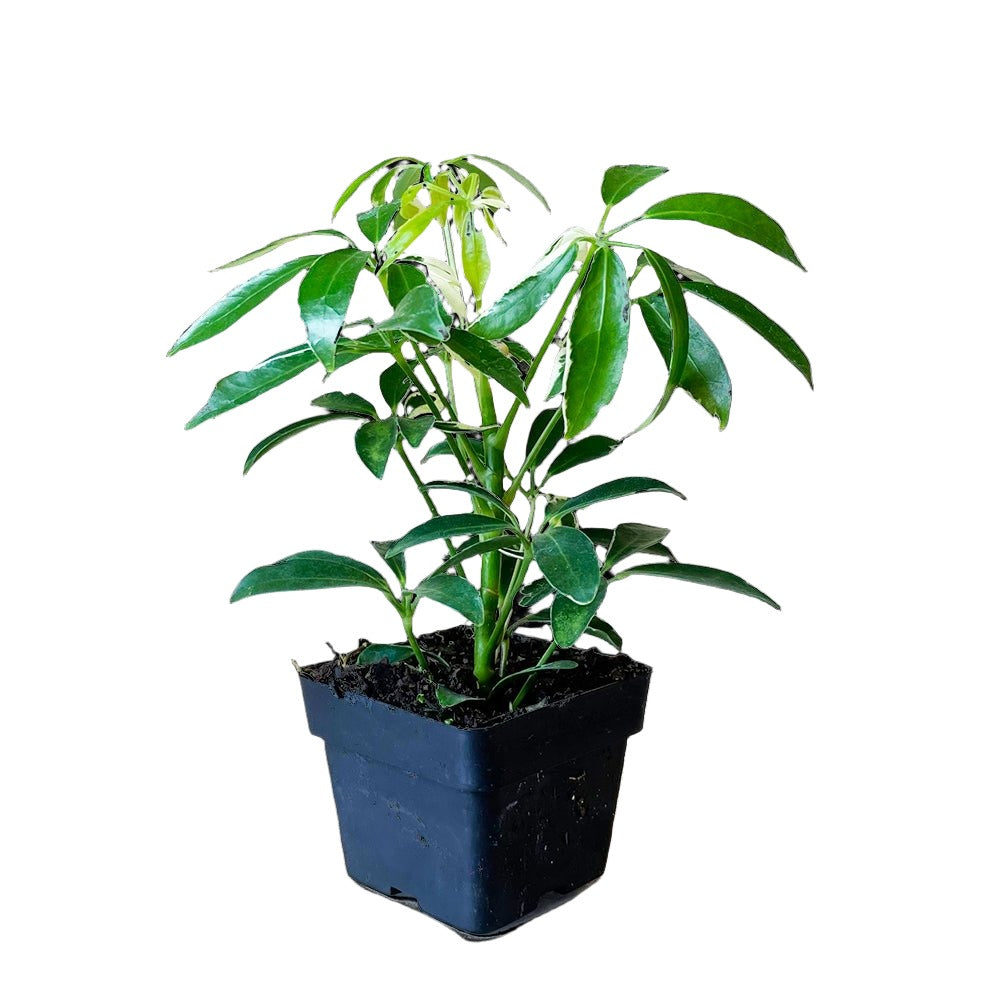 Schefflera Arboricola Bush (Variegated) 3 Inch Pot - Chive Plant Studio - Plants - Chive Studio 2024