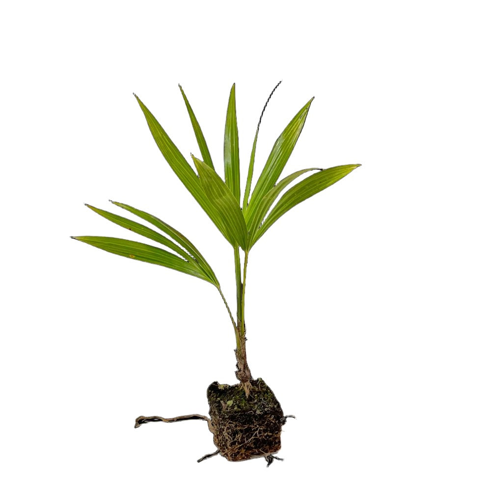 Florida Thatch Palm 3 Inch Pot - Chive Plant Studio - Plants - Chive Studio 2024