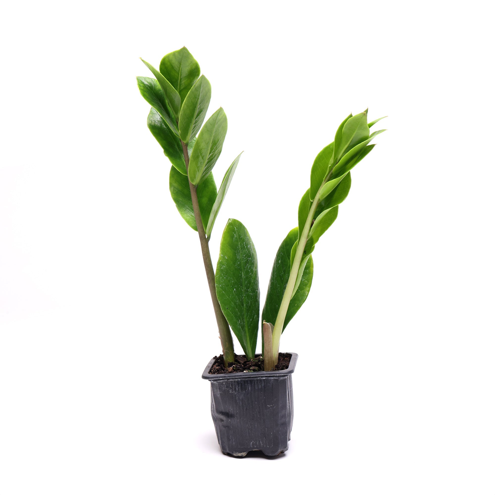 A small Zamioculcas Zamiifolia 3 Inches plant, commonly known as zz plant, with glossy green leaves, potted in a black plastic container against a white background. By Chive Studio.