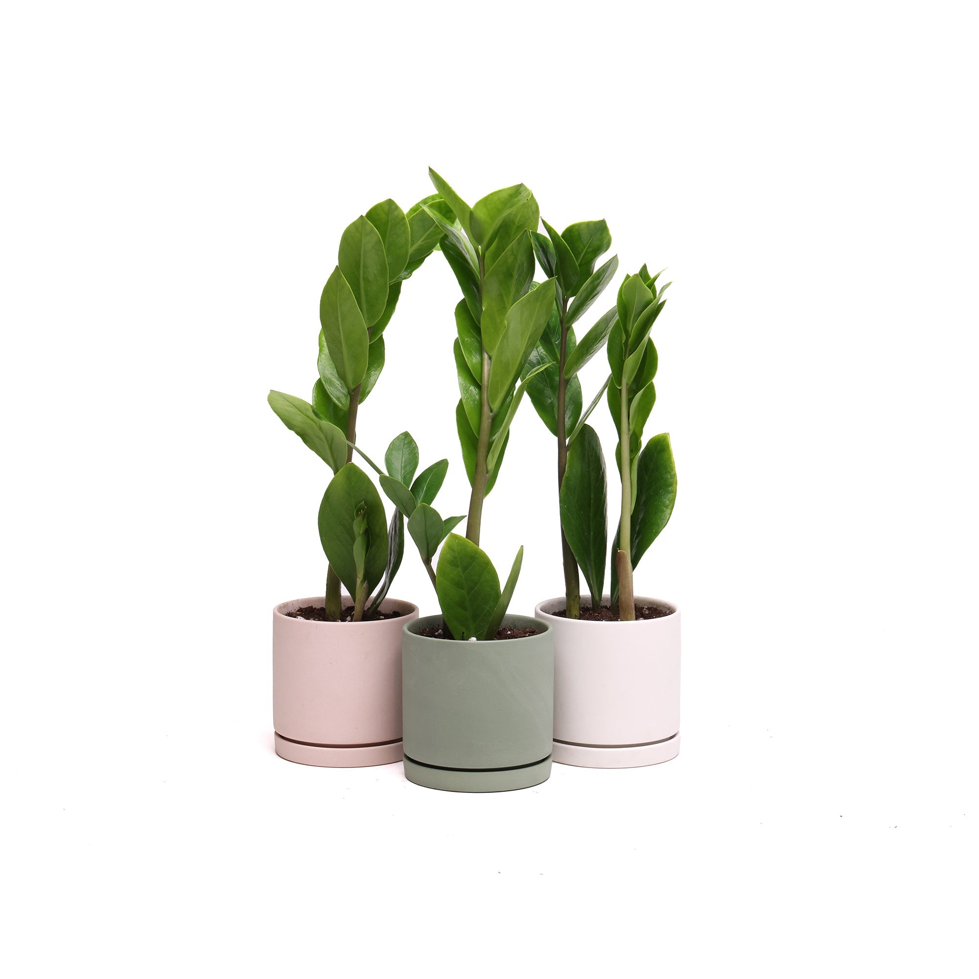 Three Potted ZZ Plants in Dojo 3” pots arranged in a row on a white background.