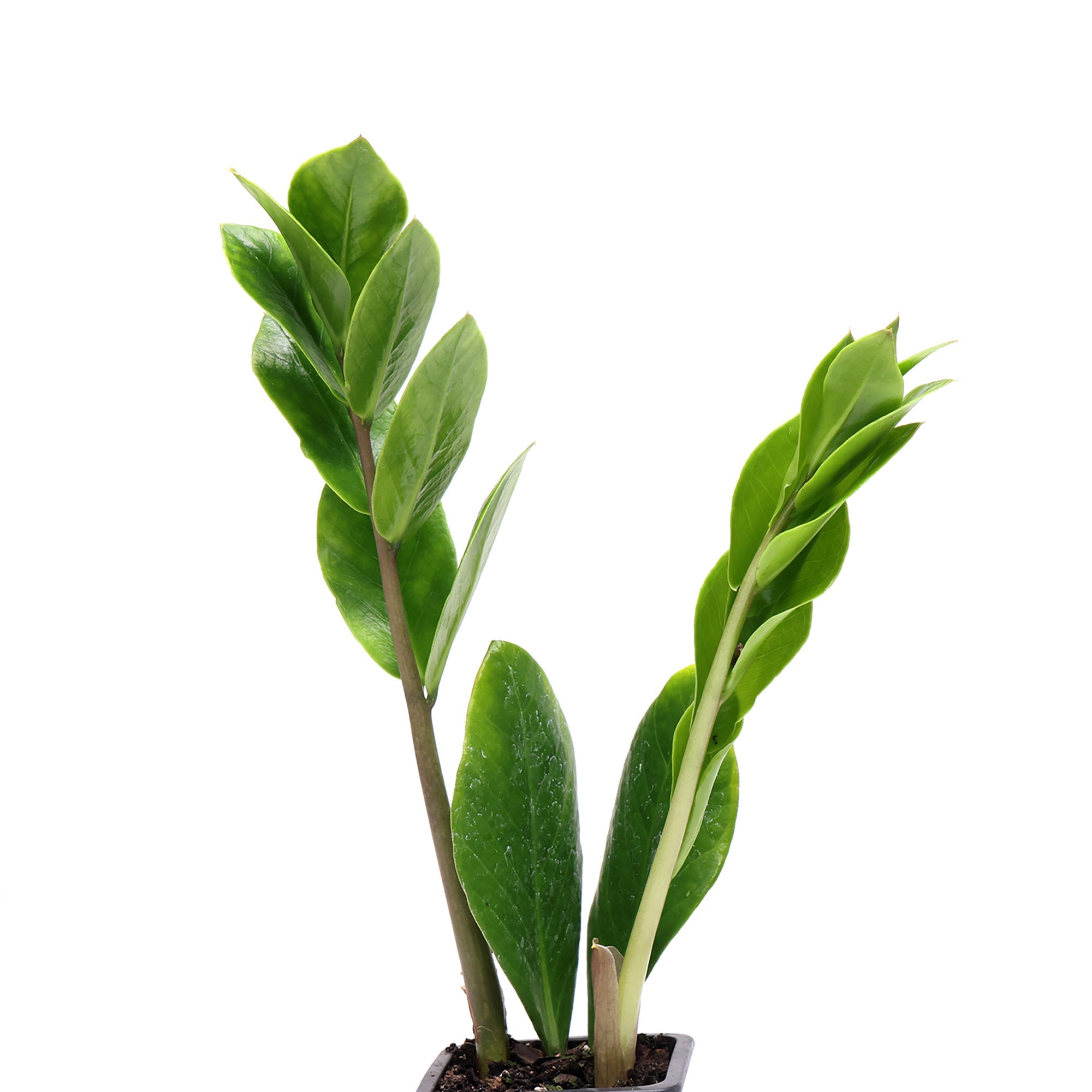 A small ZZ Plant 3 Inches plant, commonly known as zz plant, with glossy green leaves, potted in a black plastic container against a white background. By Chive Studio.