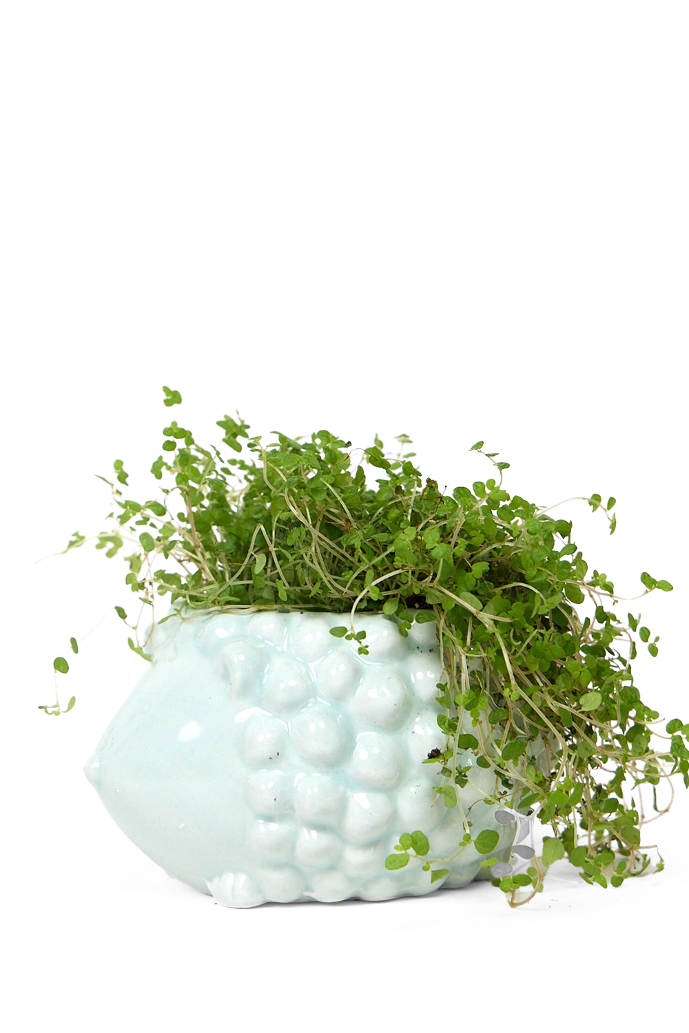 Mint Ceramic Indoor Plant Pot for Succulents - Hedgehog - handmade by Chive Studio Toronto