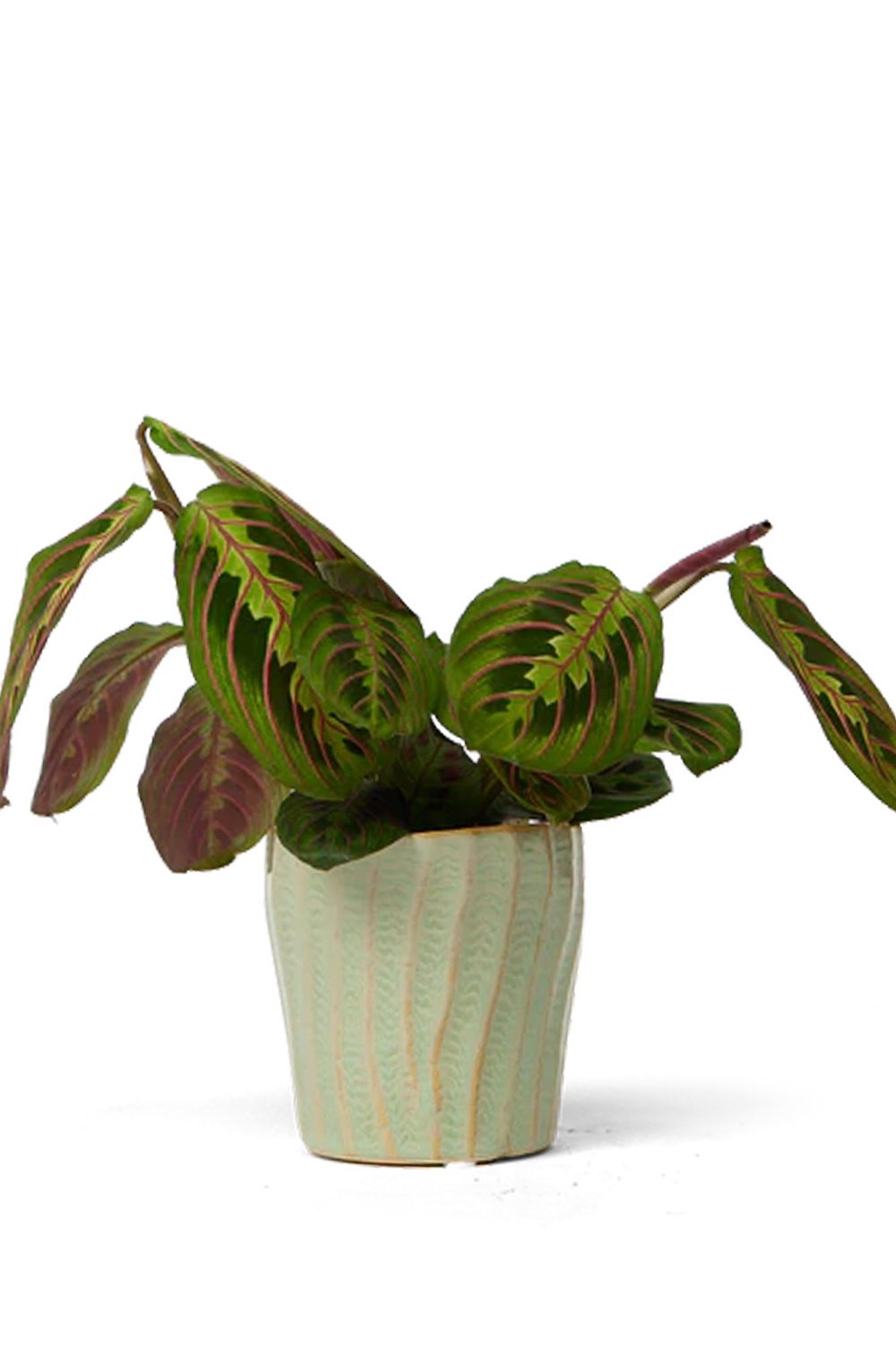 Green Ceramic Pot Planter - Katakana - handmade by Chive Studio Toronto