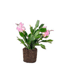 Christmas Cactus 4.5 Inch Pot - Chive Plant Studio - Plants - Chive Studio 2024