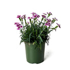 Dianthus Pink Kisses 4.5 Inch Pot - Chive Plant Studio - Plants - Chive Studio 2024