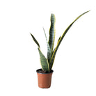 Snake Plant Laurentii 4.5 Inch Pot - Chive Plant Studio - Plants - Chive Studio 2024