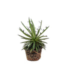 Agave Leopoldii 4 Inch Pot - Chive Plant Studio - Plants - Chive Studio 2024