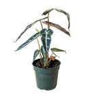 An Alocasia Bambino 4 Inch Pot from Chive Studio 2024 against a black background. The plant features large, dark green leaves with prominent white veins. Some leaves show signs of withering, possibly due to insufficient bright