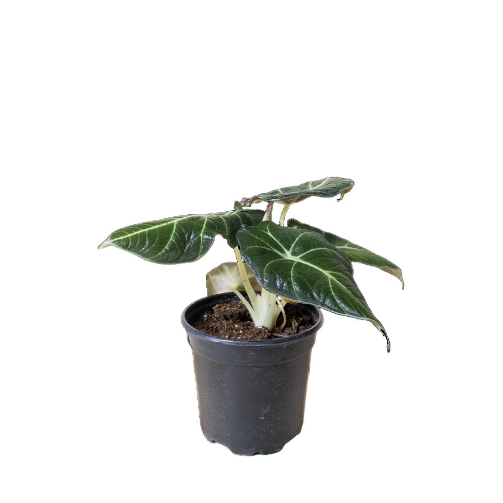 Alocasia Black Velvet plant with shiny, dark green leaves featuring prominent white veins, thriving in bright light in a small Chive Studio 2024 grey pot against a black background.