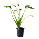 Alocasia Tiny Dancer 4 Inch Pot - Chive Plant Studio - Plants - Chive Studio 2024