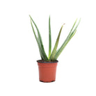 Aloe Vera Barbadensis 4 Inch Pot - Chive Plant Studio - Plants - Chive Studio 2024