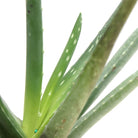 Aloe Vera Barbadensis 4 Inch Pot - Chive Plant Studio - Plants - Chive Studio 2024