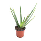 Aloe Vera Barbadensis 4 Inch Pot - Chive Plant Studio - Plants - Chive Studio 2024