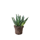 Aloe Wamsley 4 Inch Pot - Chive Plant Studio - Plants - Chive Studio 2024