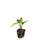 Anthurium Cubense 4 Inch Pot - Chive Plant Studio - Plants - Chive Studio 2024