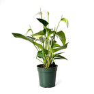 Anthurium Flamingo Flower 4 Inch Pot - Chive Plant Studio - Plants - Chive Studio 2024