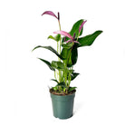 Anthurium Zizou 4 Inch Pot - Chive Plant Studio - Plants - Chive Studio 2024