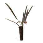 Bismarck Palm 4 Inch Pot - Chive Plant Studio - Plants - Chive Studio 2024