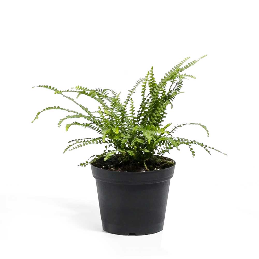 Button Fern 4 Inches - Chive Plant Studio - Plants - Chive Studio 2024