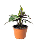 Calathea Beauty Star 4 Inch Pot - Chive Plant Studio - Plants - Chive Studio 2024