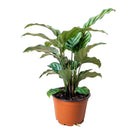 Calathea Freddie 4 Inch Pot - Chive Plant Studio - Plants - Chive Studio 2024