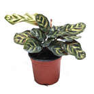 Calathea Makoyana 3 Inch Pot - Chive Plant Studio - Plants - Chive Studio 2024