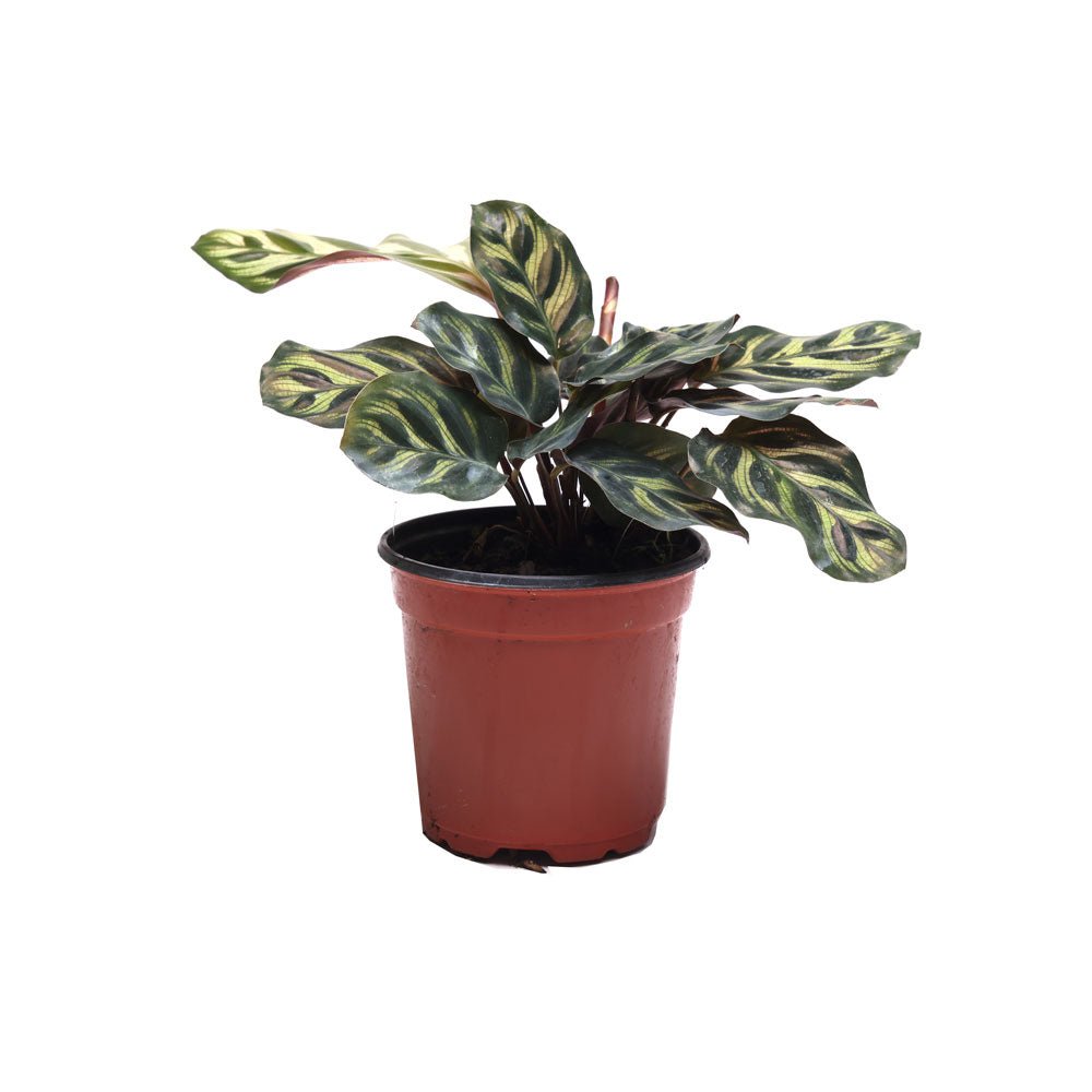 Calathea Makoyana 3 Inch Pot - Chive Plant Studio - Plants - Chive Studio 2024