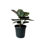 Calathea Ornata 4 Inch Pot - Chive Plant Studio - Plants - Chive Studio 2024