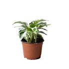 Calathea Fusion White 4 Inch Pot - Chive Plant Studio - Plants - Chive Studio 2024