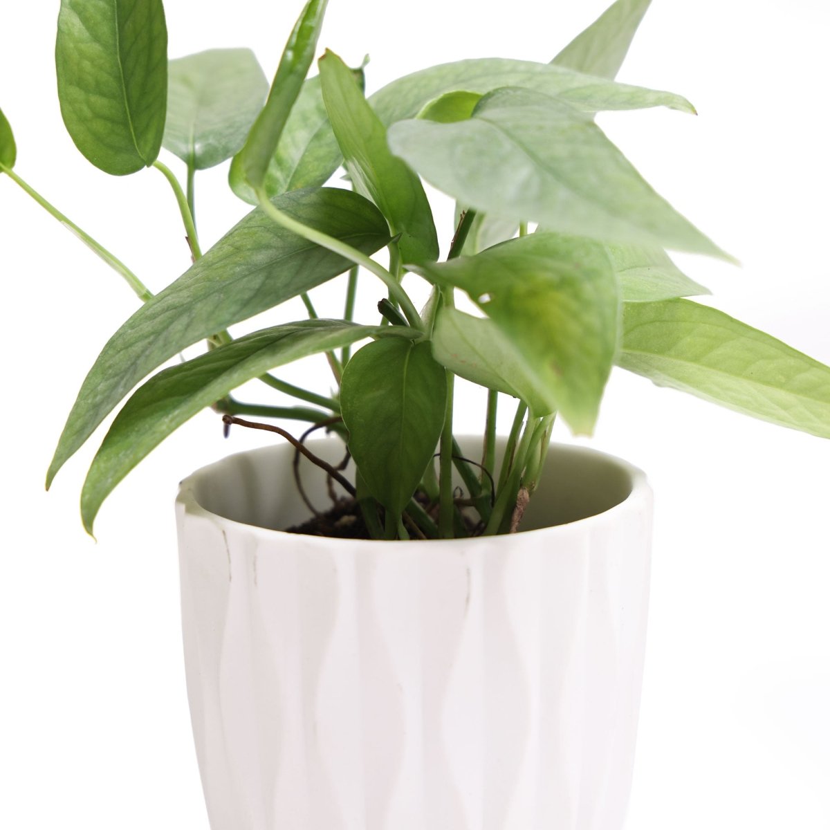 Potted Pothos Cebu Blue 3 Inch in Virago Pot - Chive Plant Studio - Potted Plants - Chive Studio 2024