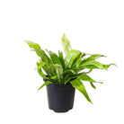 Crocodile Fern 4 Inch Pot - Chive Plant Studio - Plants - Chive Studio 2024