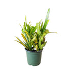 Croton Banana 4 Inch Pot - Chive Plant Studio - Plants - Chive Studio 2024