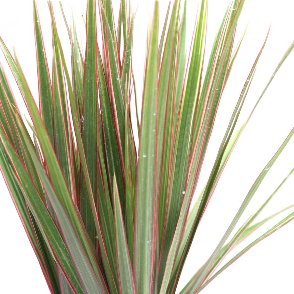 Dracaena Bicolour 4 Inches - Chive Plant Studio - Plants - Chive Studio Canada