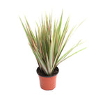 Dracaena Bicolour 4 Inches - Chive Plant Studio - Plants - Chive Studio Canada